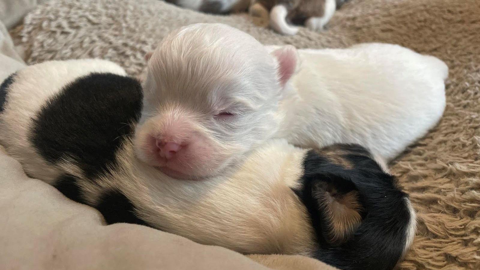 Adorable Puppy